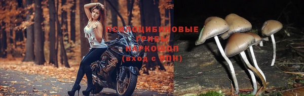 мескалин Аркадак